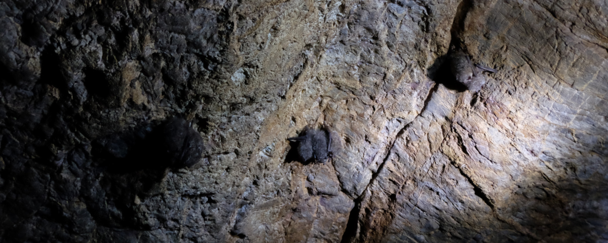 Барсуковская пещера летучие мыши